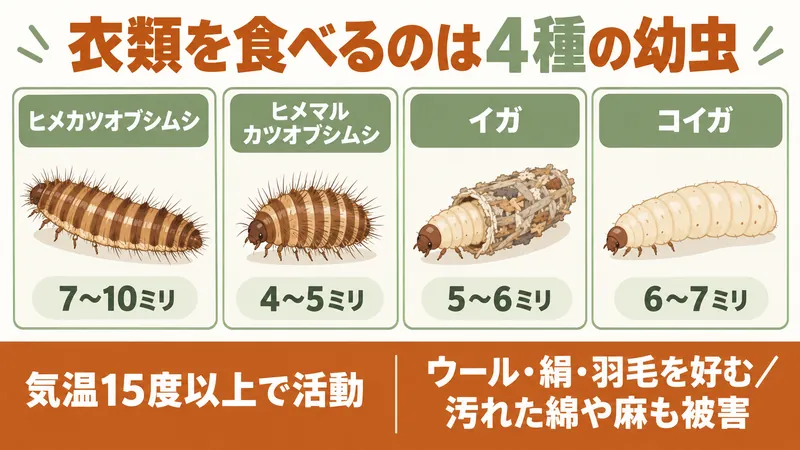 衣類害虫4種の体長とエサ。ヒメカツオブシムシ7〜10ミリ、ヒメマルカツオブシムシ4〜5ミリ、イガ5〜6ミリ、コイガ6〜7ミリ。食べるのは幼虫で、気温15度以上で活動し、ウール・絹・羽毛を好み、汚れが付いた綿や麻も被害にあう